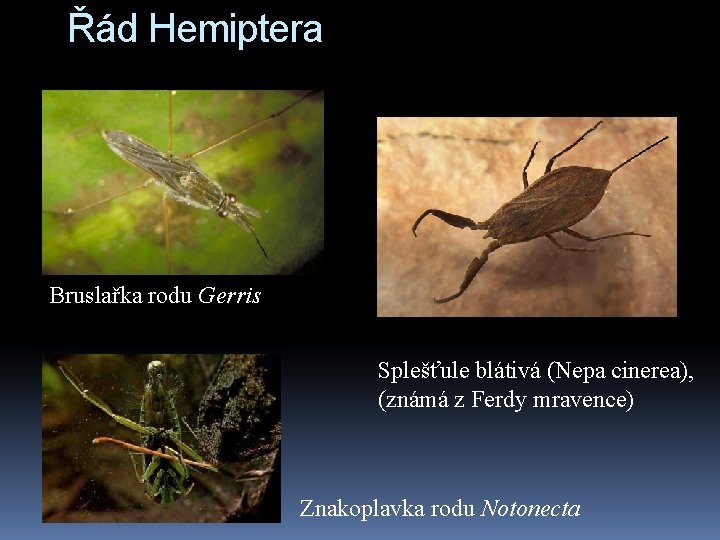 Řád Hemiptera Bruslařka rodu Gerris Splešťule blátivá (Nepa cinerea), (známá z Ferdy mravence) Znakoplavka