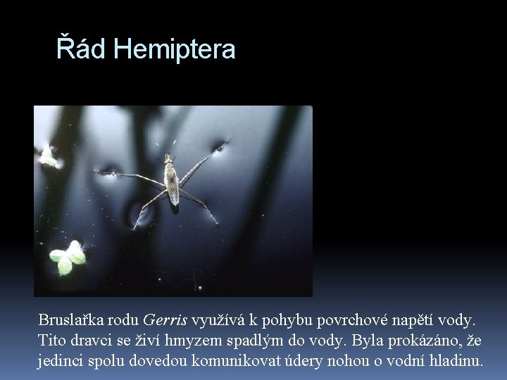 Řád Hemiptera Bruslařka rodu Gerris využívá k pohybu povrchové napětí vody. Tito dravci se