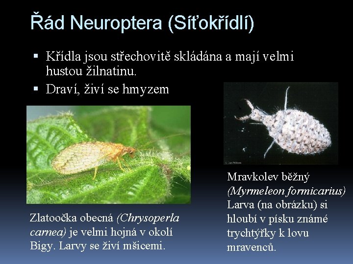 Řád Neuroptera (Síťokřídlí) Křídla jsou střechovitě skládána a mají velmi hustou žilnatinu. Draví, živí