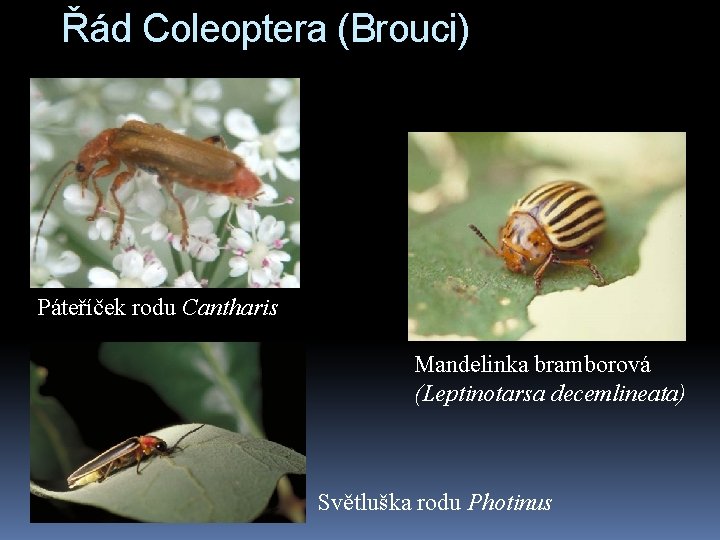 Řád Coleoptera (Brouci) Páteříček rodu Cantharis Mandelinka bramborová (Leptinotarsa decemlineata) Světluška rodu Photinus 