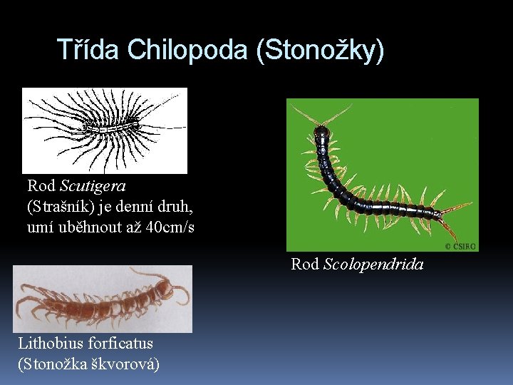 Třída Chilopoda (Stonožky) Rod Scutigera (Strašník) je denní druh, umí uběhnout až 40 cm/s