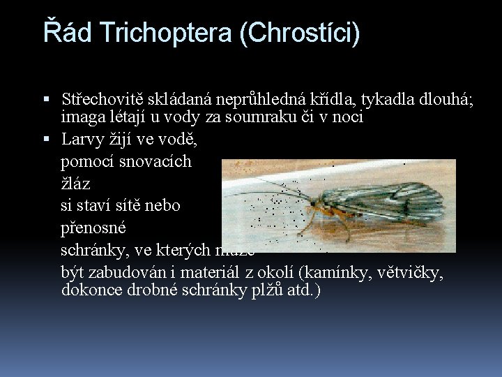 Řád Trichoptera (Chrostíci) Střechovitě skládaná neprůhledná křídla, tykadla dlouhá; imaga létají u vody za