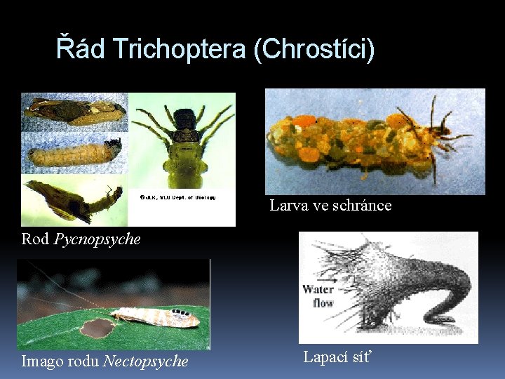 Řád Trichoptera (Chrostíci) Larva ve schránce Rod Pycnopsyche Imago rodu Nectopsyche Lapací síť 