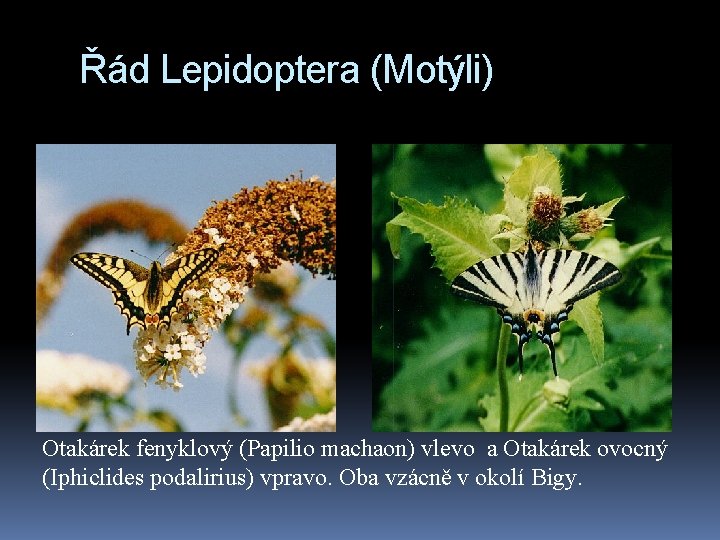 Řád Lepidoptera (Motýli) Otakárek fenyklový (Papilio machaon) vlevo a Otakárek ovocný (Iphiclides podalirius) vpravo.