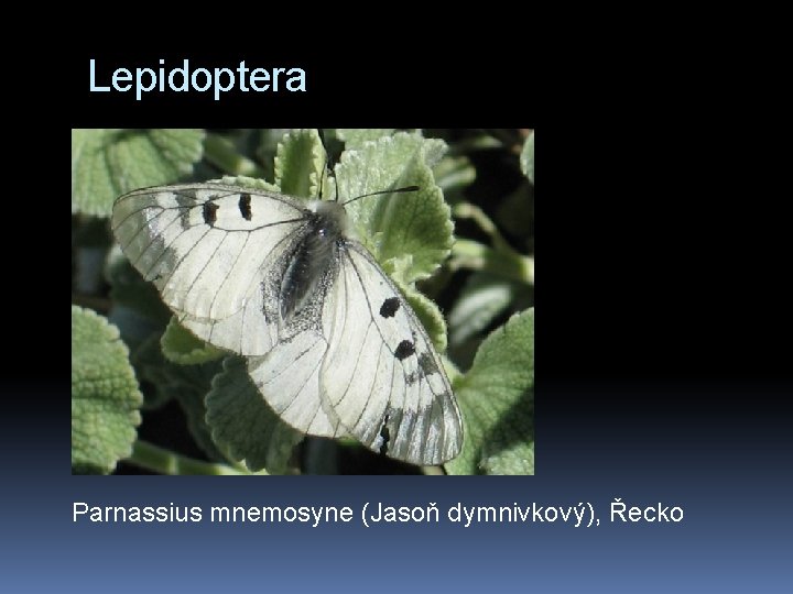 Lepidoptera Parnassius mnemosyne (Jasoň dymnivkový), Řecko 