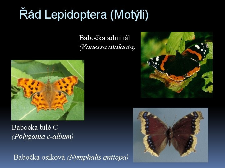 Řád Lepidoptera (Motýli) Babočka admirál (Vanessa atalanta) Babočka bílé C (Polygonia c-album) Babočka osiková