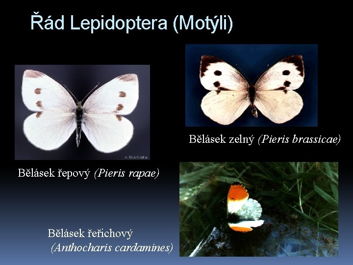 Řád Lepidoptera (Motýli) Bělásek zelný (Pieris brassicae) Bělásek řepový (Pieris rapae) Bělásek řeřichový (Anthocharis
