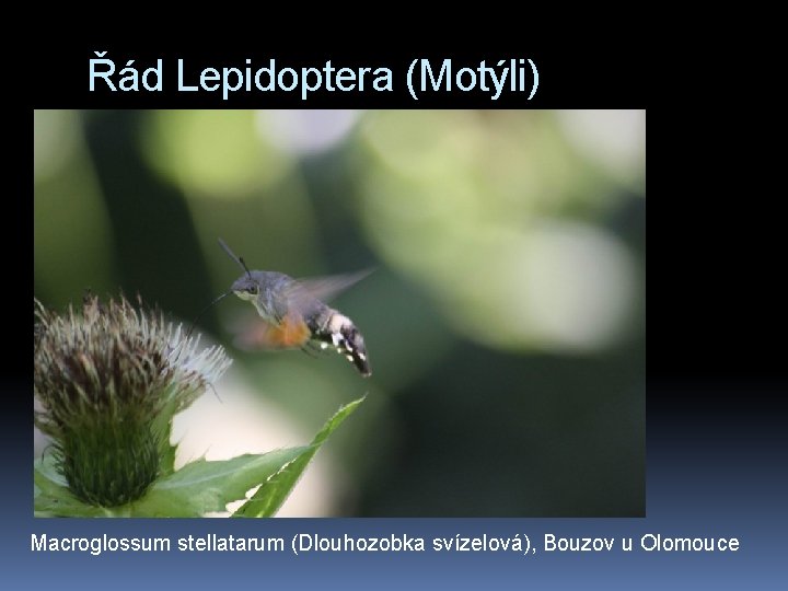 Řád Lepidoptera (Motýli) Macroglossum stellatarum (Dlouhozobka svízelová), Bouzov u Olomouce 