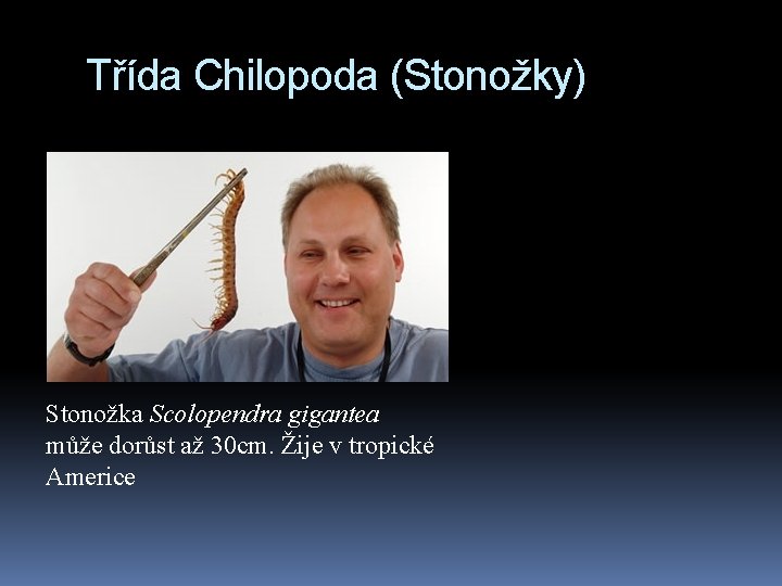Třída Chilopoda (Stonožky) Stonožka Scolopendra gigantea může dorůst až 30 cm. Žije v tropické