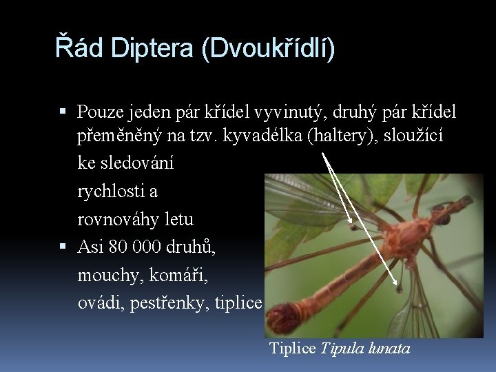 Řád Diptera (Dvoukřídlí) Pouze jeden pár křídel vyvinutý, druhý pár křídel přeměněný na tzv.