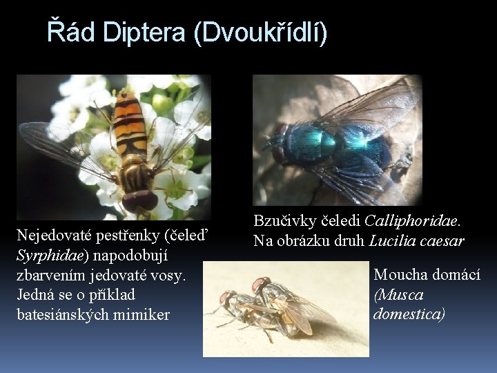 Řád Diptera (Dvoukřídlí) Nejedovaté pestřenky (čeleď Syrphidae) napodobují zbarvením jedovaté vosy. Jedná se o