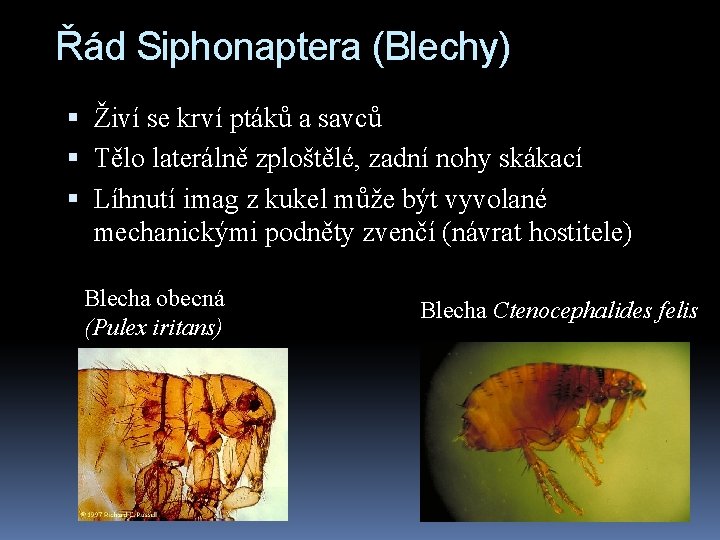 Řád Siphonaptera (Blechy) Živí se krví ptáků a savců Tělo laterálně zploštělé, zadní nohy