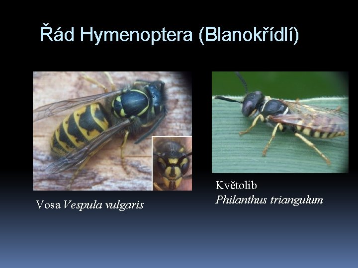 Řád Hymenoptera (Blanokřídlí) Vosa Vespula vulgaris Květolib Philanthus triangulum 