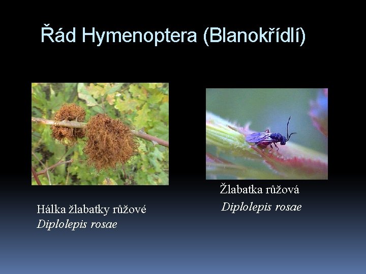 Řád Hymenoptera (Blanokřídlí) Hálka žlabatky růžové Diplolepis rosae Žlabatka růžová Diplolepis rosae 