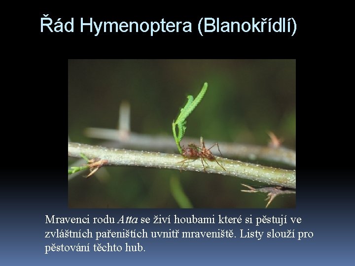 Řád Hymenoptera (Blanokřídlí) Mravenci rodu Atta se živí houbami které si pěstují ve zvláštních