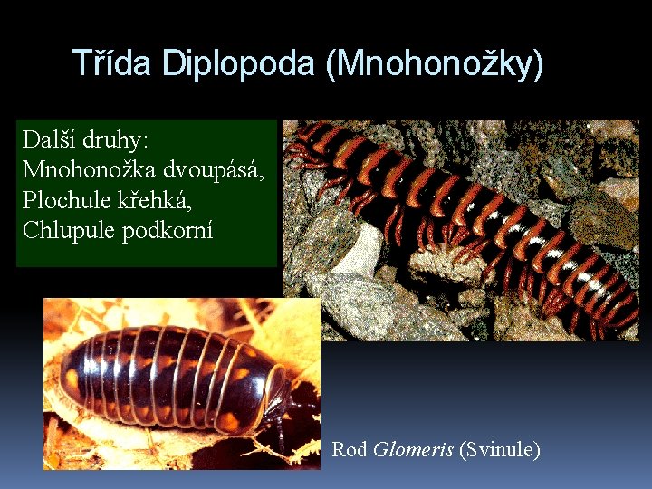 Třída Diplopoda (Mnohonožky) Další druhy: Mnohonožka dvoupásá, Plochule křehká, Chlupule podkorní Rod Glomeris (Svinule)