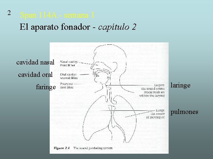 2 Span 114 A - semana 1 El aparato fonador - capítulo 2 cavidad