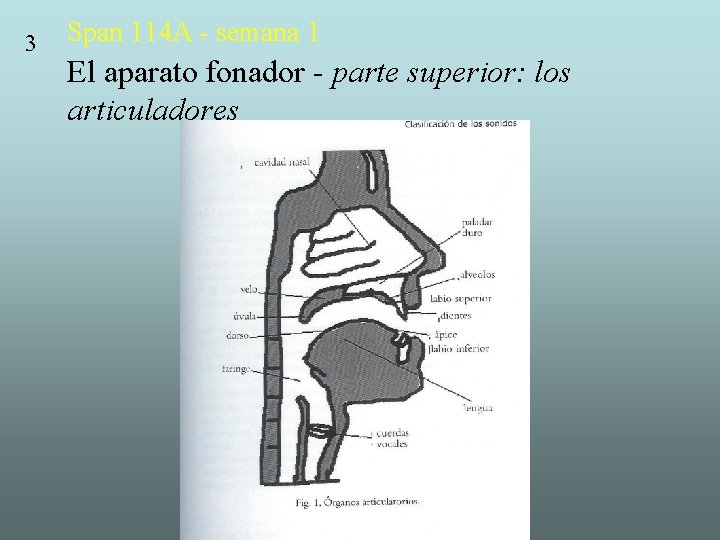 3 Span 114 A - semana 1 El aparato fonador - parte superior: los