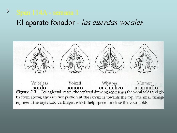 5 Span 114 A - semana 1 El aparato fonador - las cuerdas vocales