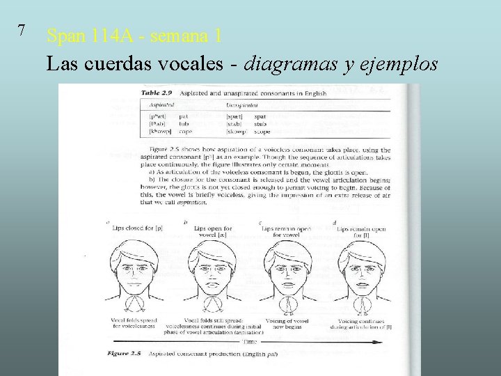 7 Span 114 A - semana 1 Las cuerdas vocales - diagramas y ejemplos