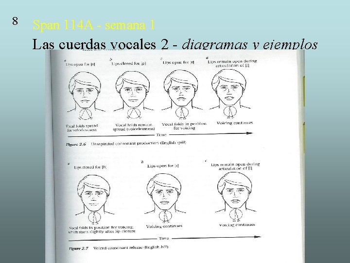 8 Span 114 A - semana 1 Las cuerdas vocales 2 - diagramas y