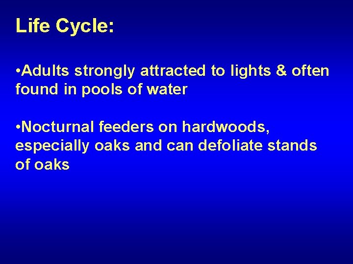 Life Cycle: • Adults strongly attracted to lights & often found in pools of