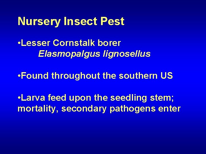 Nursery Insect Pest • Lesser Cornstalk borer Elasmopalgus lignosellus • Found throughout the southern