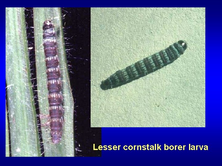 Lesser cornstalk borer larva 