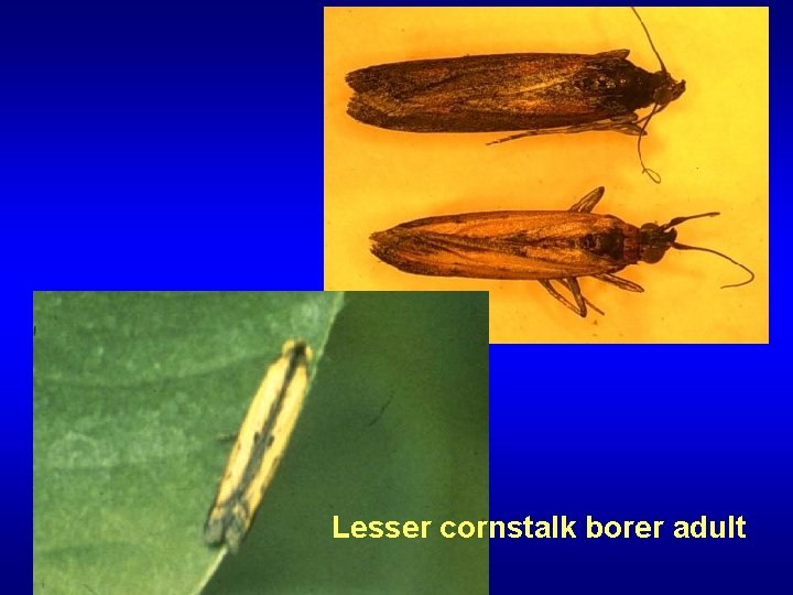 Lesser cornstalk borer adult 