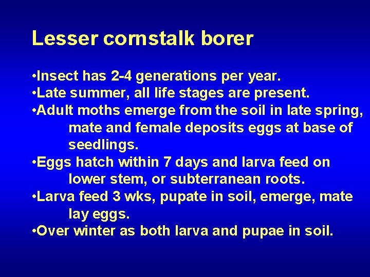 Lesser cornstalk borer • Insect has 2 -4 generations per year. • Late summer,
