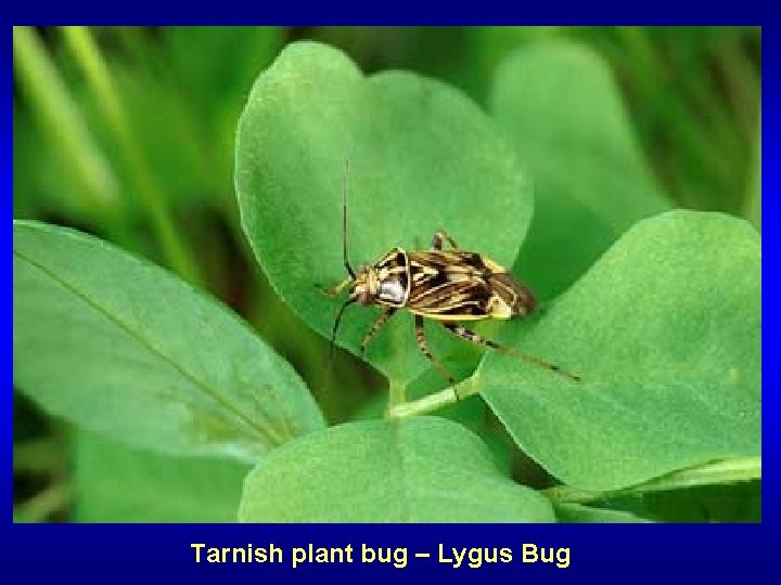 Tarnish plant bug – Lygus Bug 