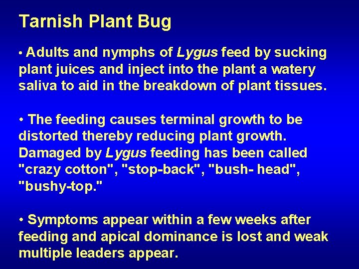 Tarnish Plant Bug • Adults and nymphs of Lygus feed by sucking plant juices