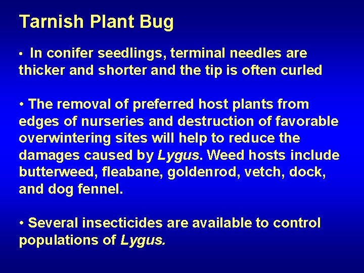 Tarnish Plant Bug • In conifer seedlings, terminal needles are thicker and shorter and