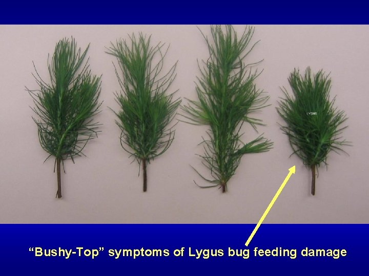 “Bushy-Top” symptoms of Lygus bug feeding damage 