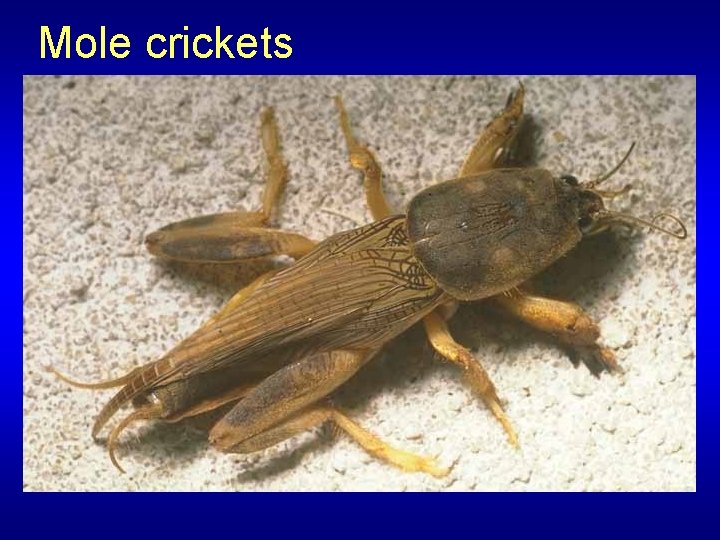 Mole crickets 