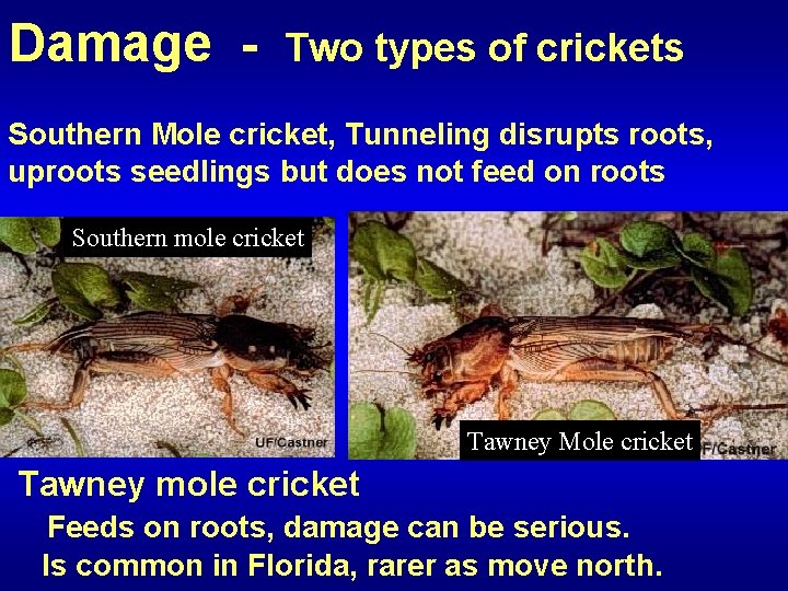 Damage - Two types of crickets Southern Mole cricket, Tunneling disrupts roots, uproots seedlings