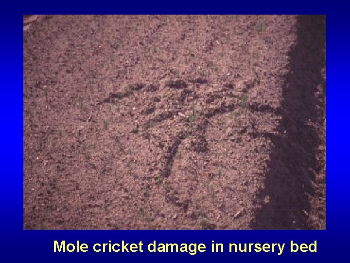 Mole cricket damage in nursery bed 