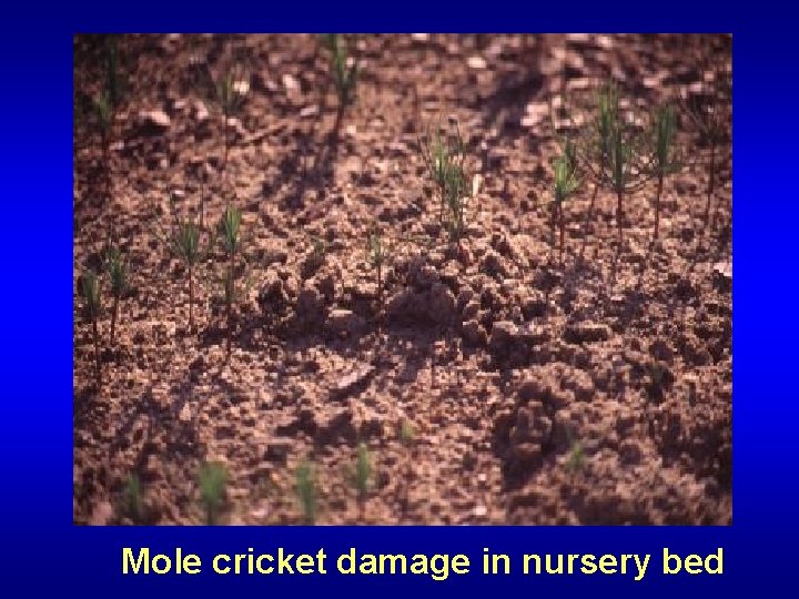 Mole cricket damage in nursery bed 