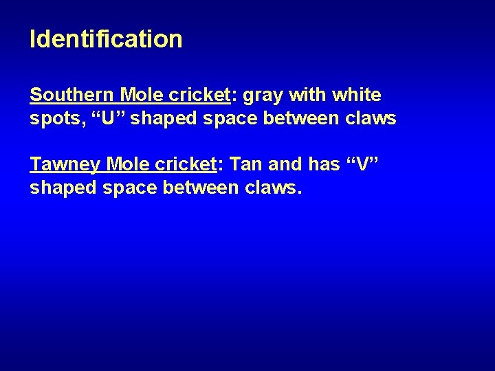 Identification Southern Mole cricket: gray with white spots, “U” shaped space between claws Tawney