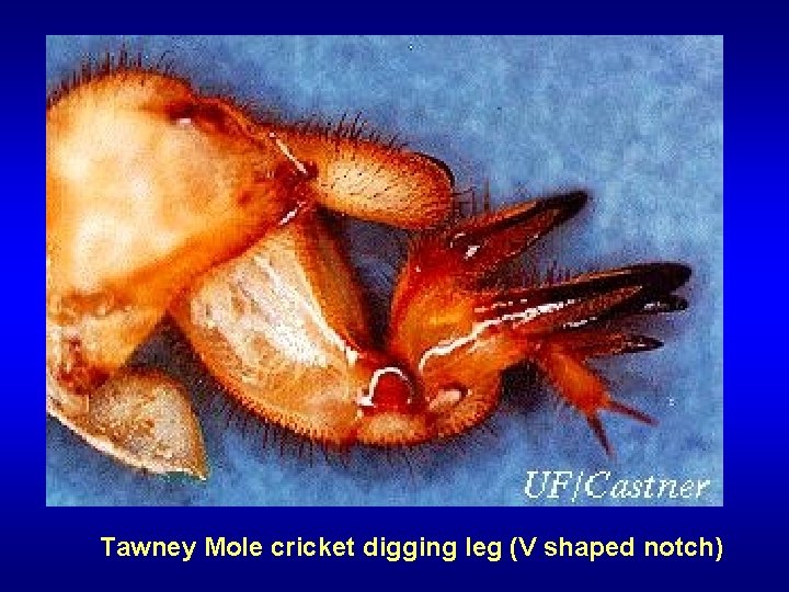 Tawney Mole cricket digging leg (V shaped notch) 