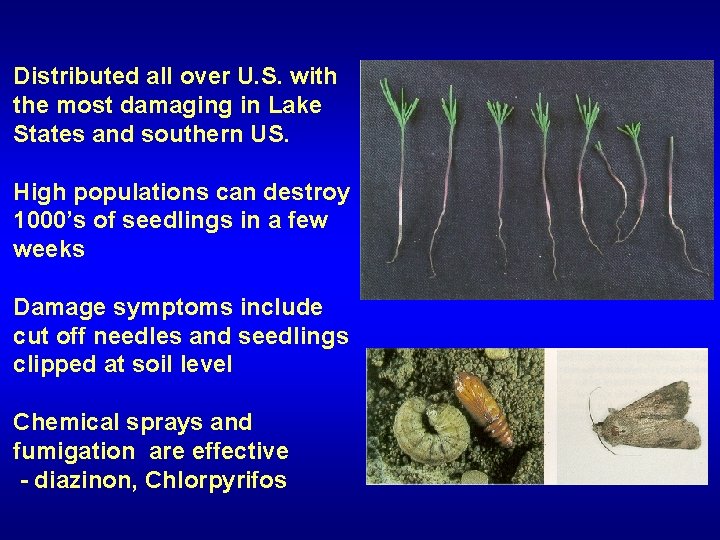 Distributed all over U. S. with the most damaging in Lake States and southern