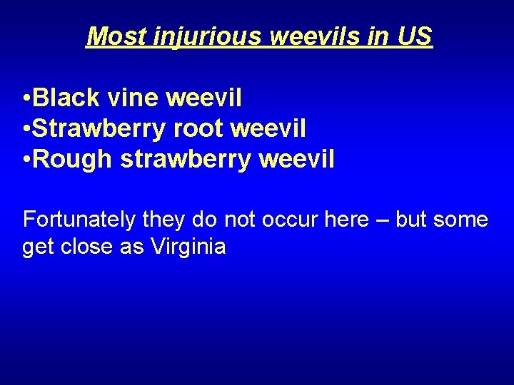 Most injurious weevils in US • Black vine weevil • Strawberry root weevil •