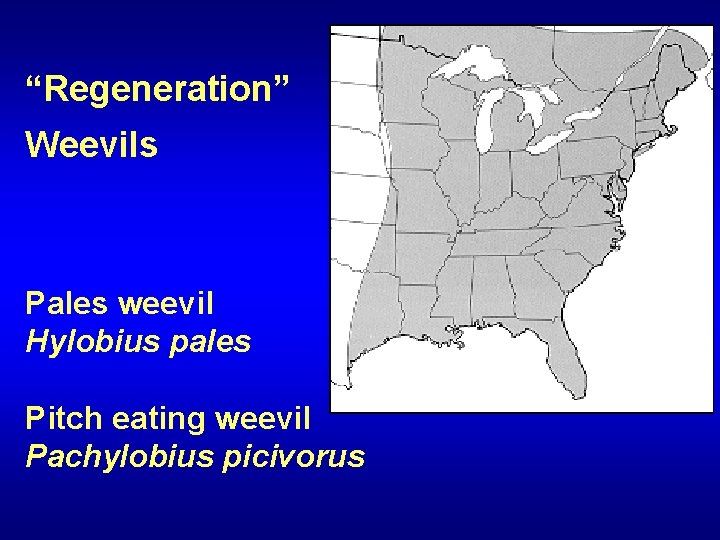 “Regeneration” Weevils Pales weevil Hylobius pales Pitch eating weevil Pachylobius picivorus 