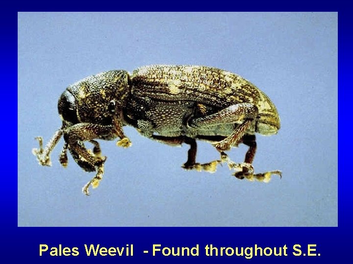 Pales Weevil - Found throughout S. E. 