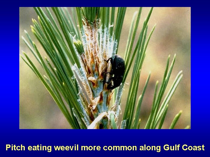 Pitch eating weevil more common along Gulf Coast 