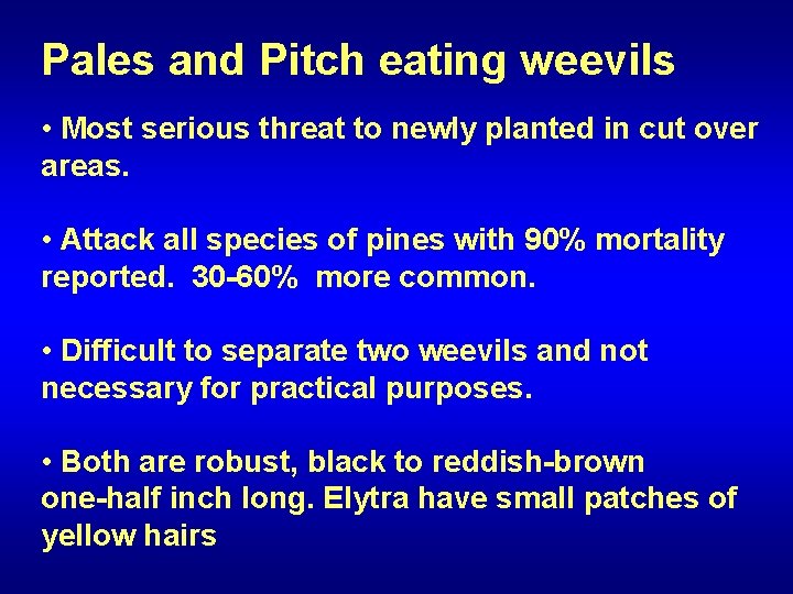 Pales and Pitch eating weevils • Most serious threat to newly planted in cut