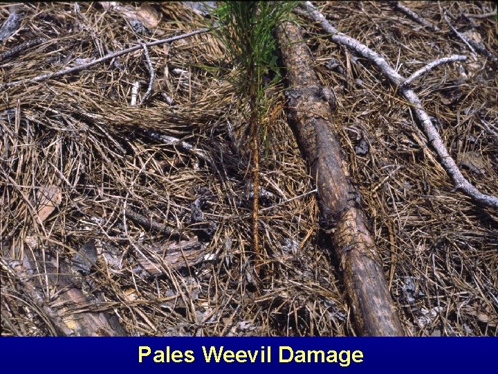 Pales Weevil Damage 