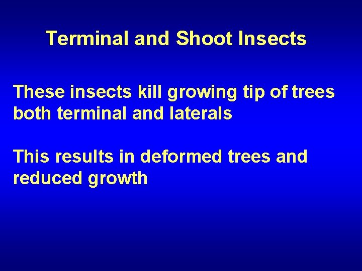 Terminal and Shoot Insects These insects kill growing tip of trees both terminal and