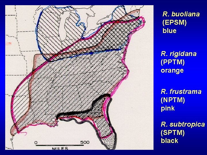 R. buoliana (EPSM) blue R. rigidana (PPTM) orange R. frustrama (NPTM) pink R. subtropica