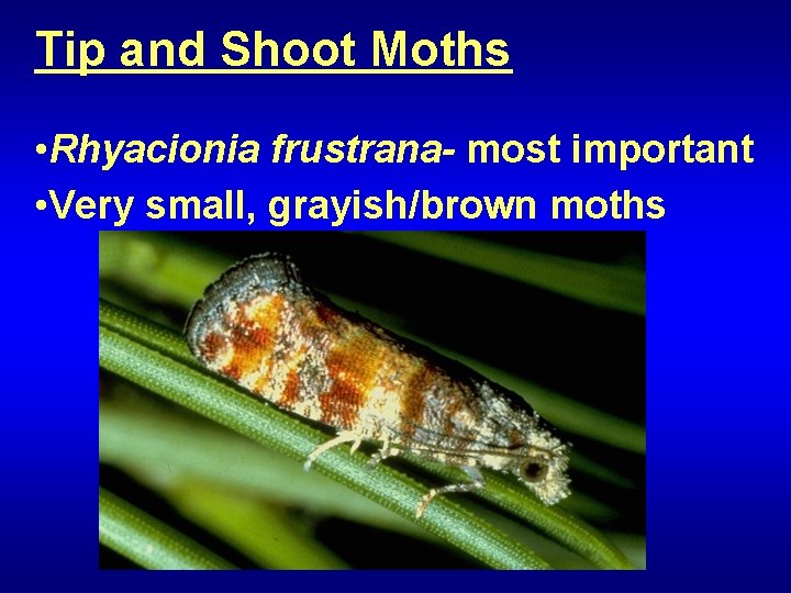 Tip and Shoot Moths • Rhyacionia frustrana- most important • Very small, grayish/brown moths